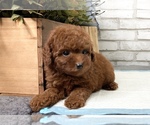 Small Photo #2 Poodle (Toy) Puppy For Sale in MANHATTAN, NY, USA