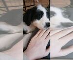 Small Photo #5 Border Collie-Sheepadoodle Mix Puppy For Sale in MARATHON, WI, USA
