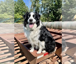 Father of the Australian Shepherd puppies born on 06/12/2025