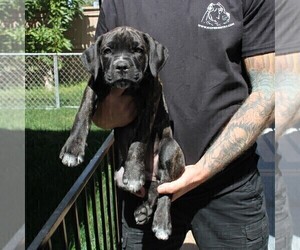 Cane Corso Puppy for sale in CHULA VISTA, CA, USA