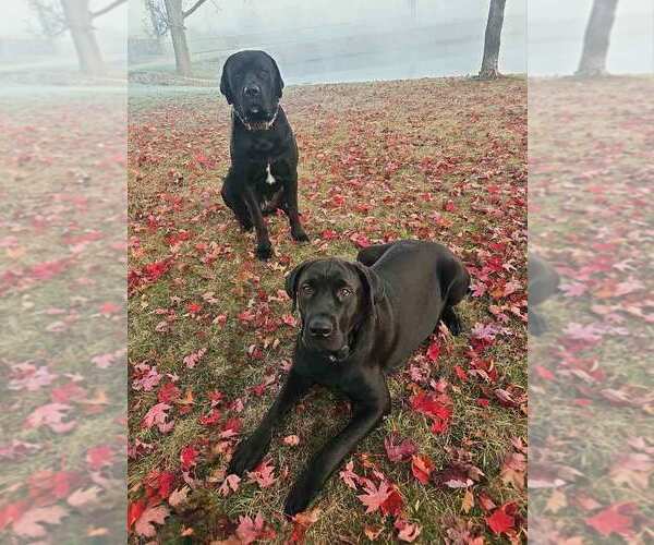 Medium Photo #5 Great Dane-Rottweiler Mix Puppy For Sale in Williamsburg, IA, USA