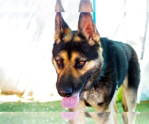 Australian Kelpie-German Shepherd Dog Mix Dogs for adoption in Apple Valley, CA, USA