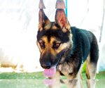 Small Australian Kelpie-German Shepherd Dog Mix