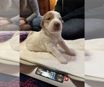 Puppy Mercy Goldendoodle