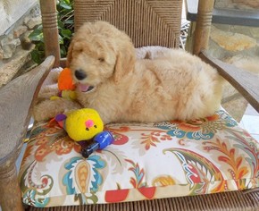 Labradoodle Puppy for sale in NORTH WILKESBORO, NC, USA