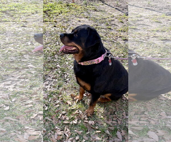 Medium Photo #7 Rottweiler-Unknown Mix Puppy For Sale in Oakhurst, NJ, USA
