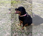 Small #6 Rottweiler Mix