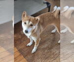 Small Shiba Inu