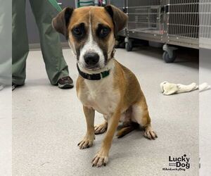 Roper - Male Jack-A-Bee Dog for Adoption - Photo #3