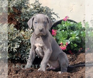 Great Dane Puppy for sale in BROGUE, PA, USA