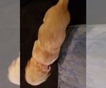 Small Photo #25 Golden Retriever Puppy For Sale in CLAREMORE, OK, USA