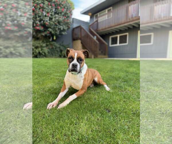 Medium Photo #6 Boxer Puppy For Sale in Stanwood, WA, USA
