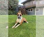 Small #5 Boxer