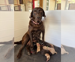 Labrador Retriever Puppy for sale in SEVERANCE, CO, USA