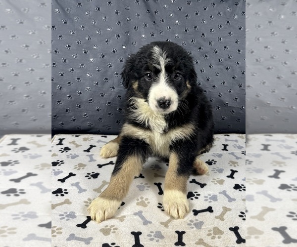 Medium Photo #71 Australian Shepherd Puppy For Sale in SALISBURY, NC, USA