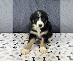 Small #6 Australian Shepherd