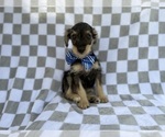 Small #6 Schnauzer (Miniature)