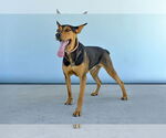 Small #1 Doberman Pinscher Mix