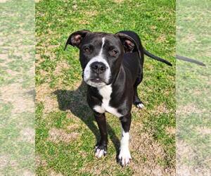 Mutt Dogs for adoption in Rockwall, TX, USA