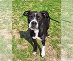 Widow - Female Mutt Dog for Adoption - Small photo