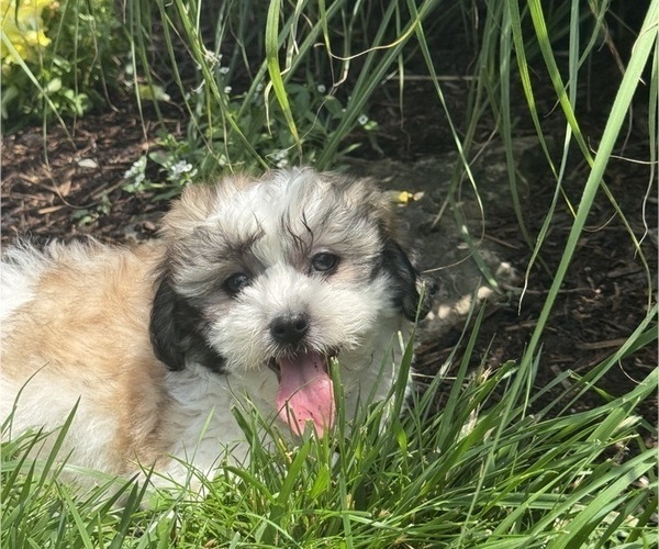 Medium Photo #2 Zuchon Puppy For Sale in CANOGA, NY, USA