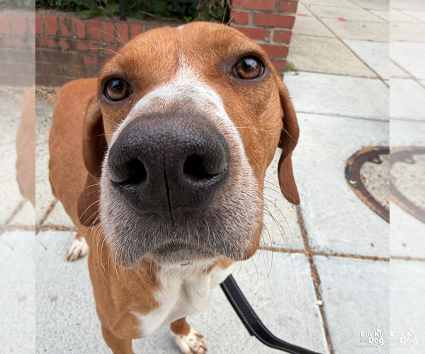 Medium Photo #10 Redbone Coonhound-Unknown Mix Puppy For Sale in Washington, DC, USA