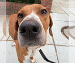 Small #9 Redbone Coonhound Mix