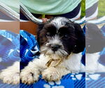 Small #1 Havanese