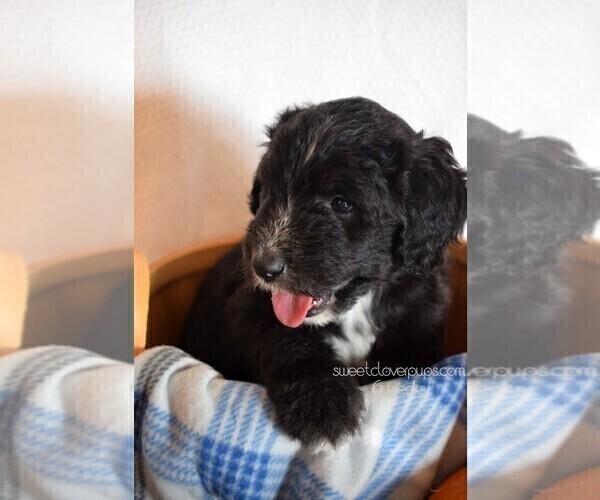 Medium Photo #2 Sheepadoodle Puppy For Sale in DUNCAN, OK, USA
