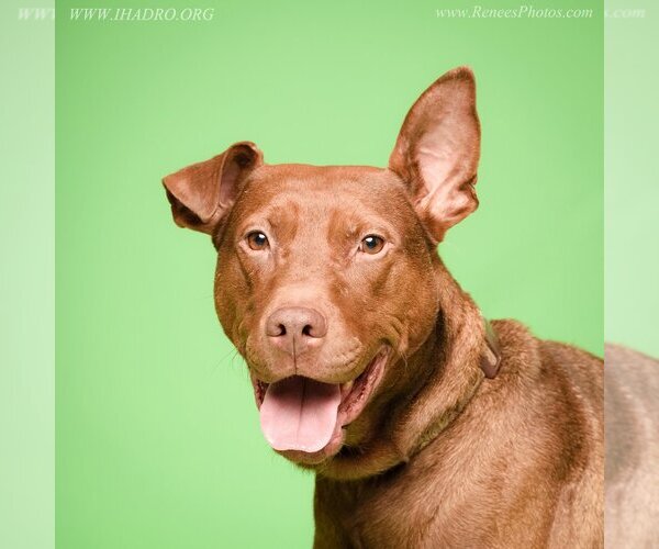 Medium Photo #1 Doberman Pinscher-Labrador Retriever Mix Puppy For Sale in Blacklick, OH, USA