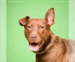 Small Photo #1 Doberman Pinscher-Labrador Retriever Mix Puppy For Sale in Blacklick, OH, USA