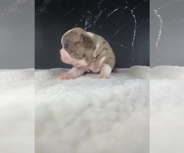 Medium Photo #29 Boston Terrier Puppy For Sale in TULARE, CA, USA