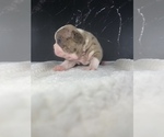 Small Photo #29 Boston Terrier Puppy For Sale in TULARE, CA, USA
