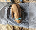 Small Photo #15 Rhodesian Ridgeback Puppy For Sale in LOCKHART, TX, USA