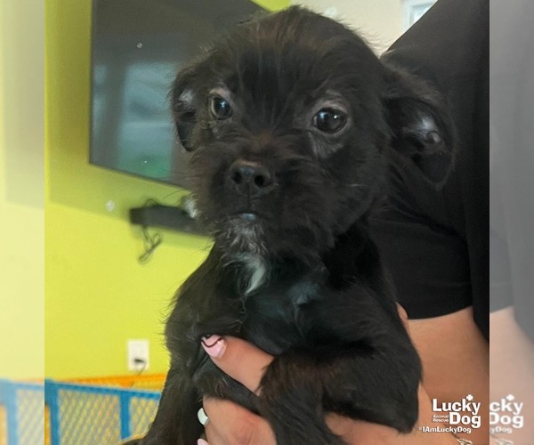 Medium Photo #1 Chihuahua-Unknown Mix Puppy For Sale in Washington, DC, USA