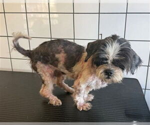 Shih Tzu Dogs for adoption in Downey, CA, USA