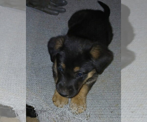 Medium Photo #2 Shepradors Puppy For Sale in Aurora, IN, USA