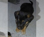 Small #1 Shepradors