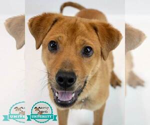 Labrachow Dogs for adoption in Kennesaw, GA, USA