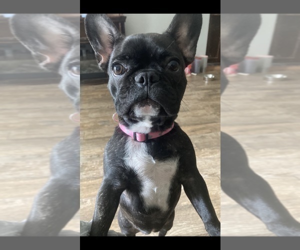 Medium Photo #1 French Bulldog Puppy For Sale in RIVERVIEW, FL, USA