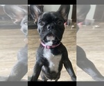 Small Photo #1 French Bulldog Puppy For Sale in RIVERVIEW, FL, USA
