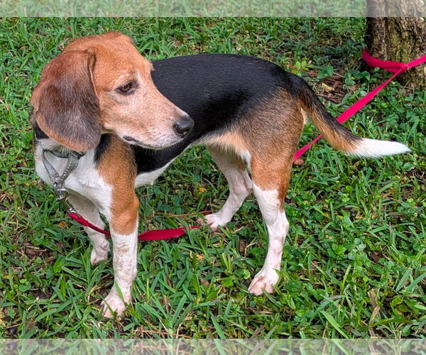 Medium Photo #8 Beagle Puppy For Sale in Dunnellon, FL, USA