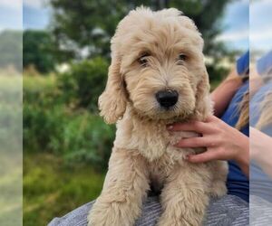 Goldendoodle (Miniature) Puppy for sale in MYERSTOWN, PA, USA