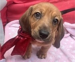 Puppy Rose Dachshund-Redbone Coonhound Mix