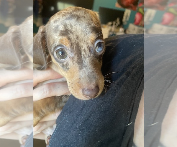 Medium Photo #1 Dachshund Puppy For Sale in PALM SPRINGS, CA, USA