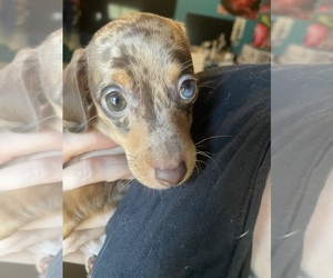 Dachshund Puppy for sale in PALM SPRINGS, CA, USA