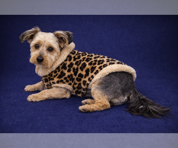 Medium Photo #14 Mutt Puppy For Sale in Allentown,, PA, USA