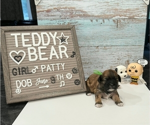 Zuchon Puppy for sale in NEW YORK MILLS, MN, USA