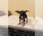 Small Chihuahua Mix