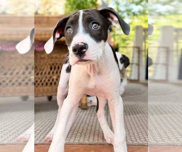 Medium Photo #3 Mutt Puppy For Sale in Holly Springs, NC, USA